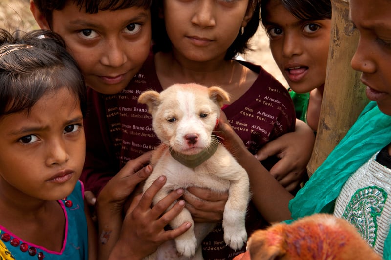 世界动物保护协会在2011年启动了第一次狂犬病疫苗项目