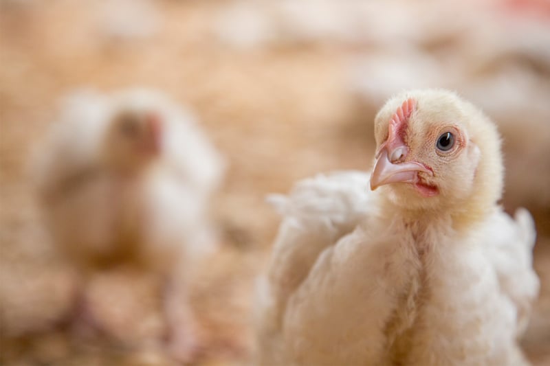 全球400亿只肉鸡的福利堪忧