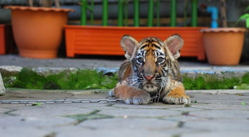 泰国老虎寺里被囚禁的老虎