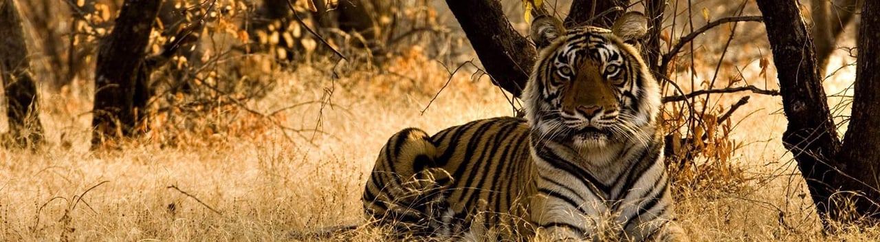 Tiger in high grass. Credit: istock