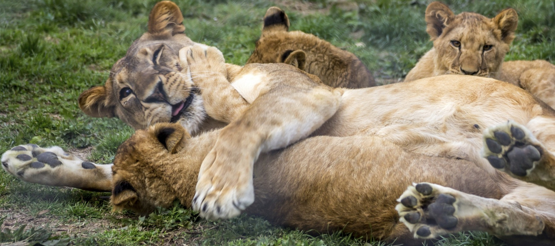 Lions-in-Kenya