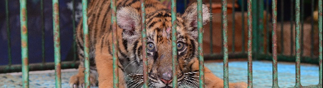 Tiger in a small cage