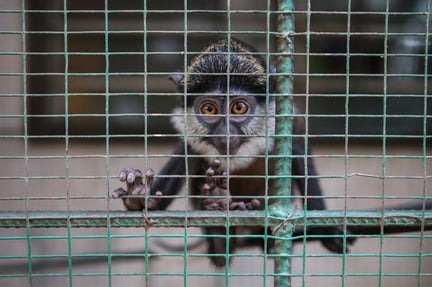 White throated guenon inside a cage