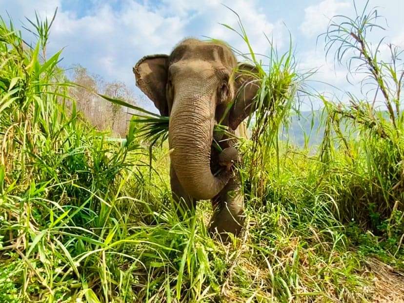 elephant eating grass