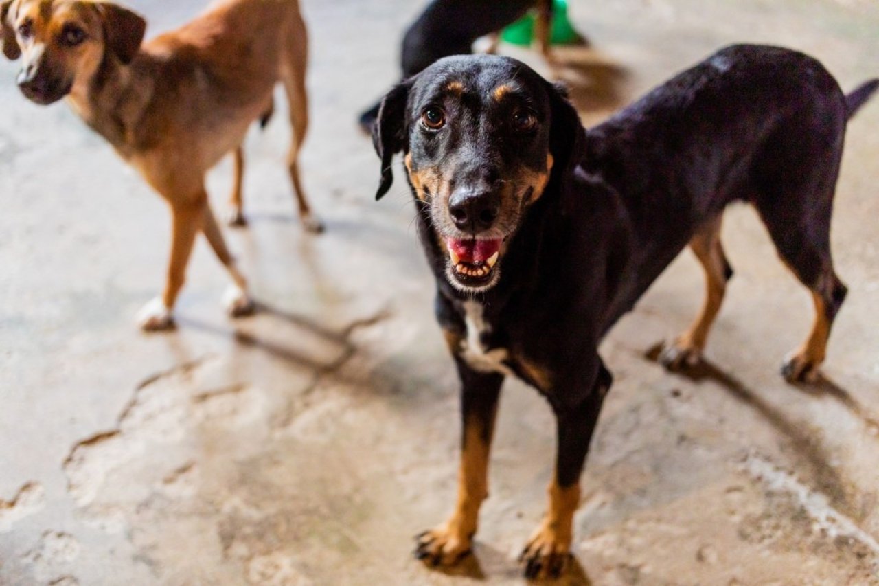 Pictured: rescued from the Amazon fires, a stray dog is safe at a shelter. 