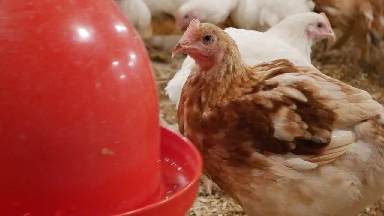 hen