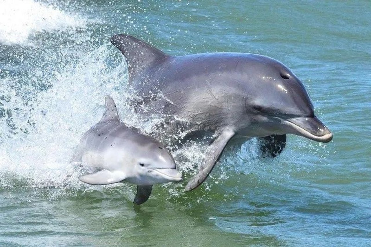 dolphin