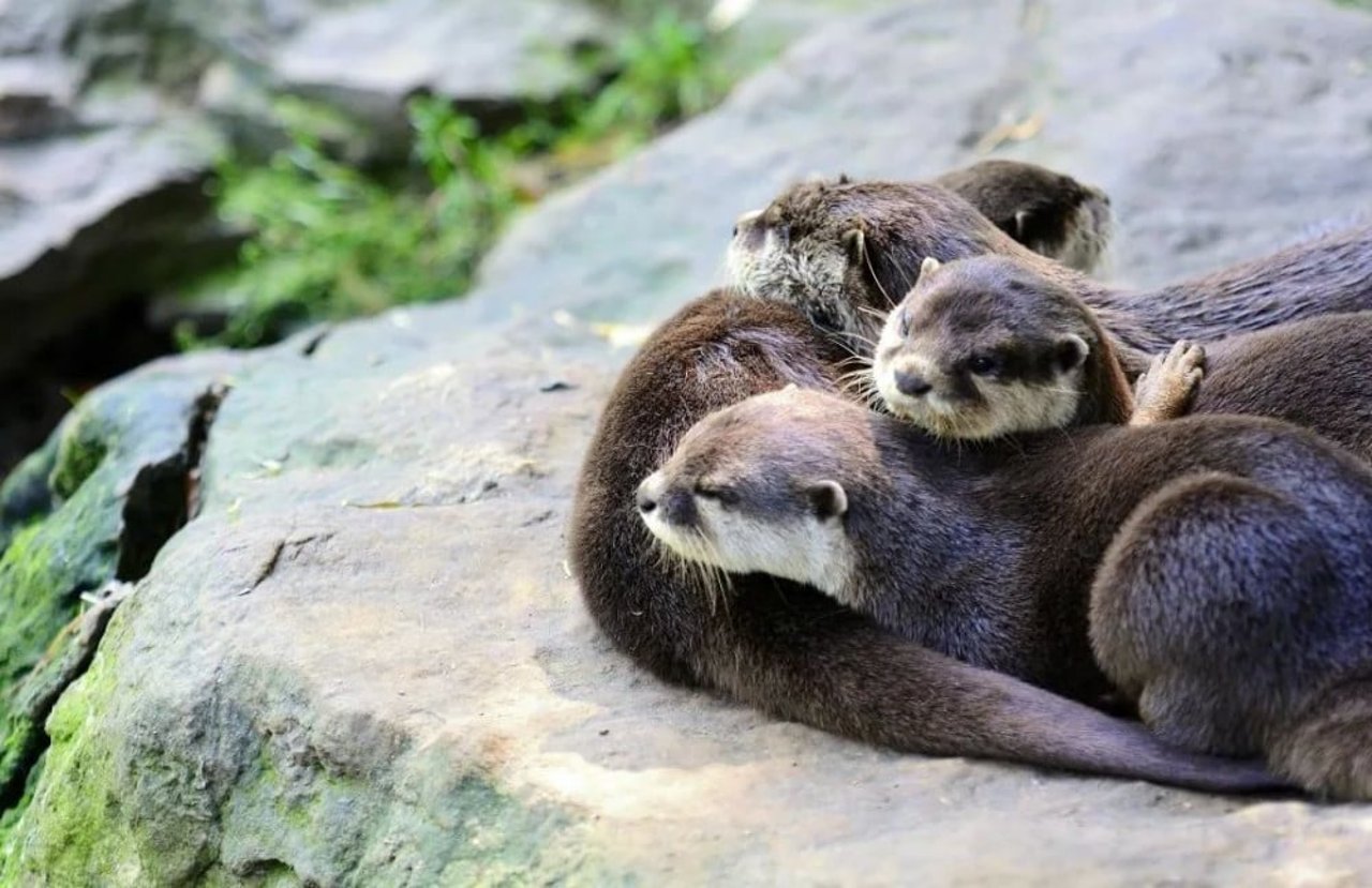 otters