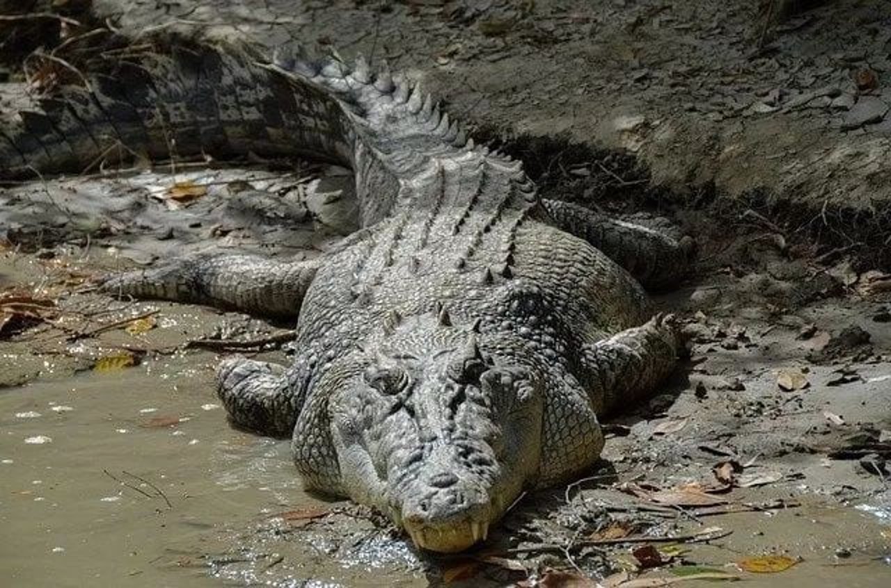 crocodile