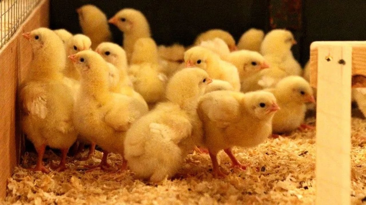 chicks