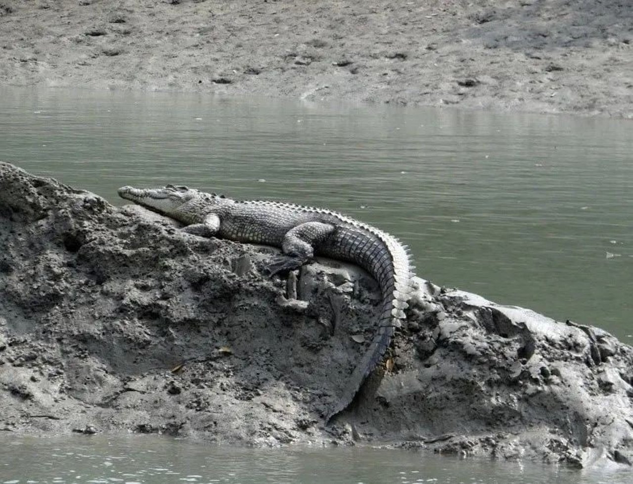 crocodile