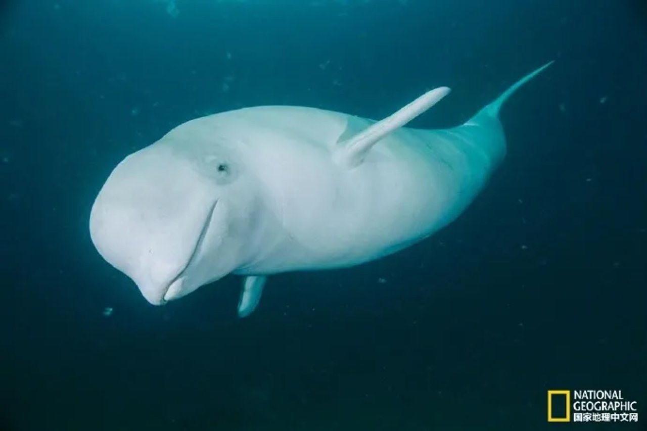 Beluga Whale