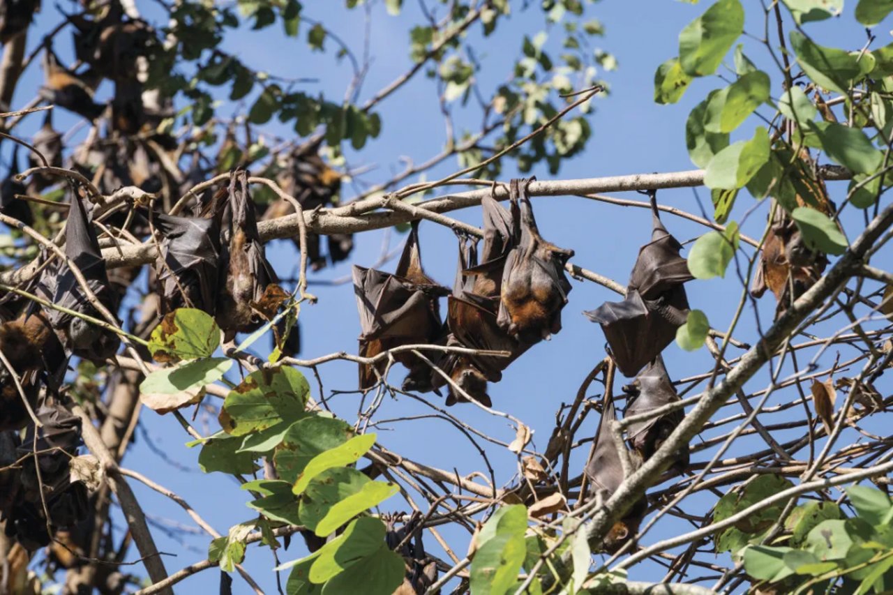 bats