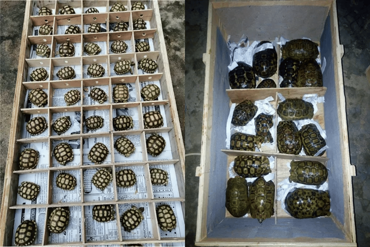 west african turtles