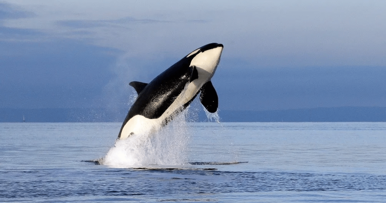 orca