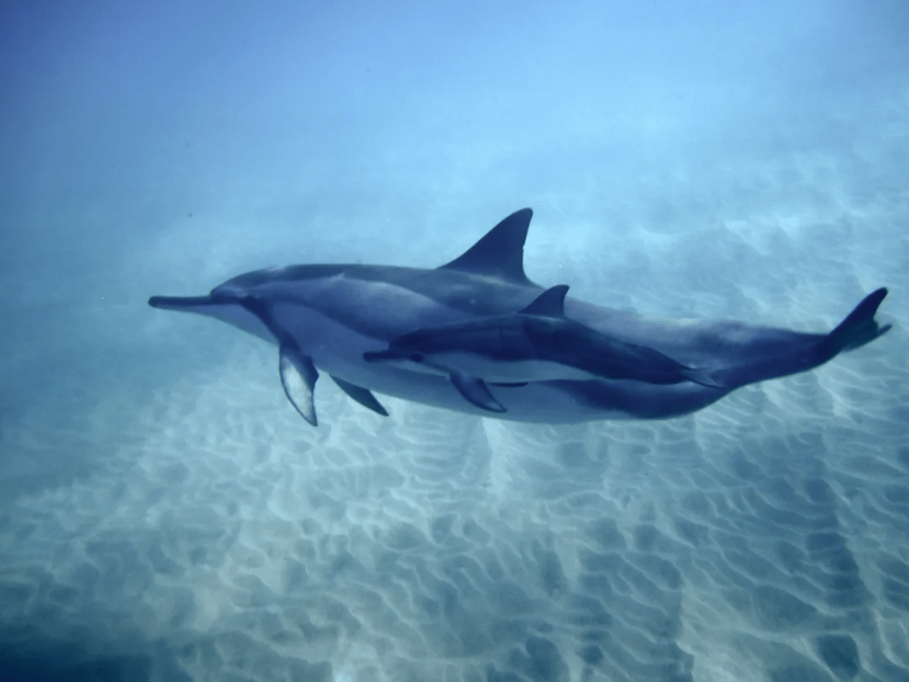 dolphin
