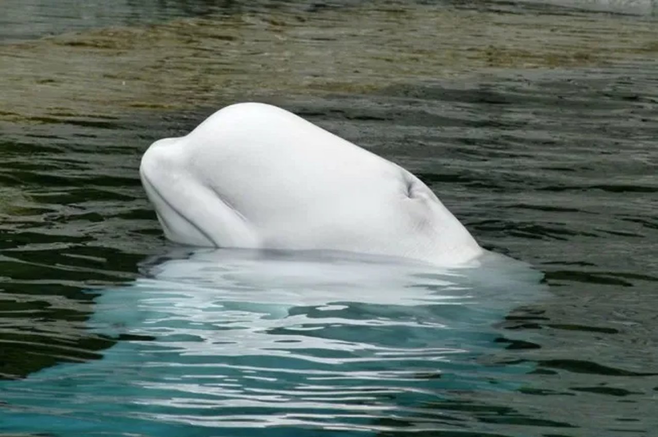 Beluga Whale