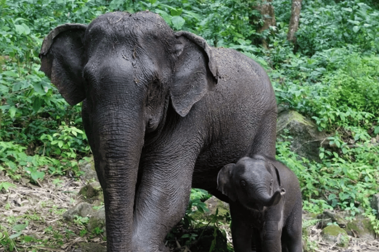 elephant