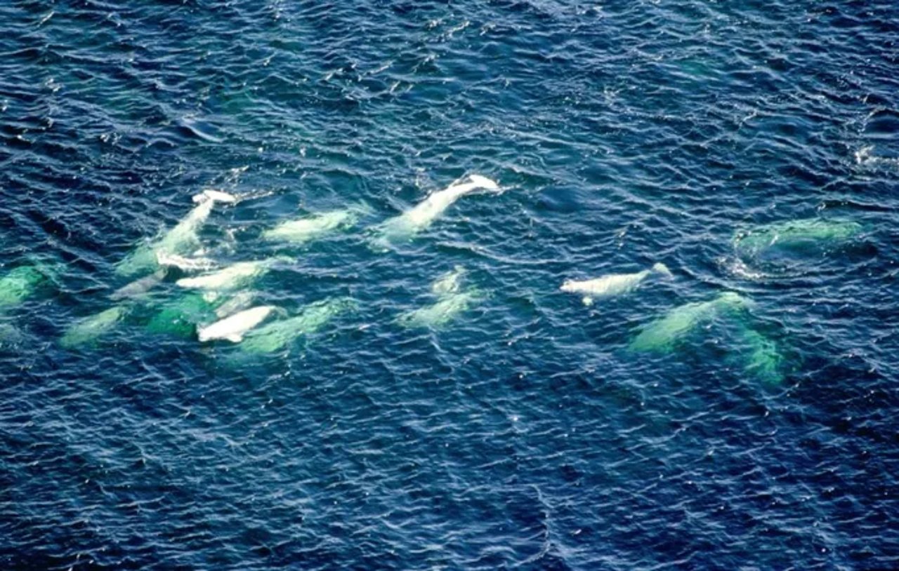 Beluga Whale