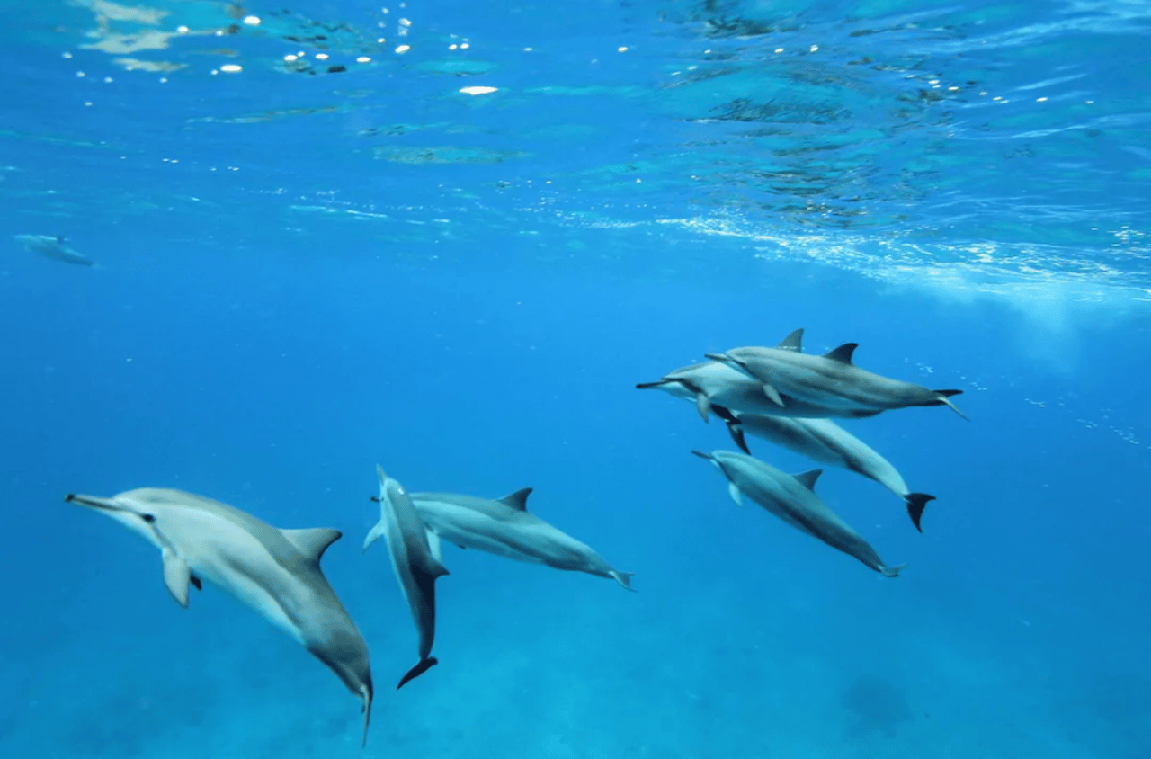 dolphins