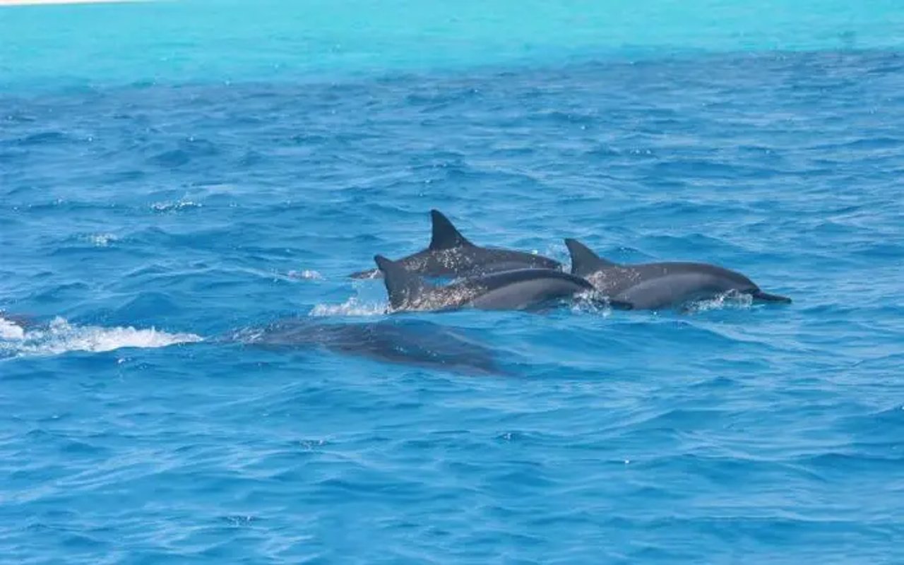 dolphins