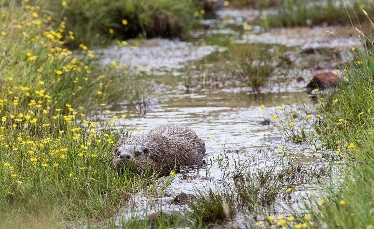 otters