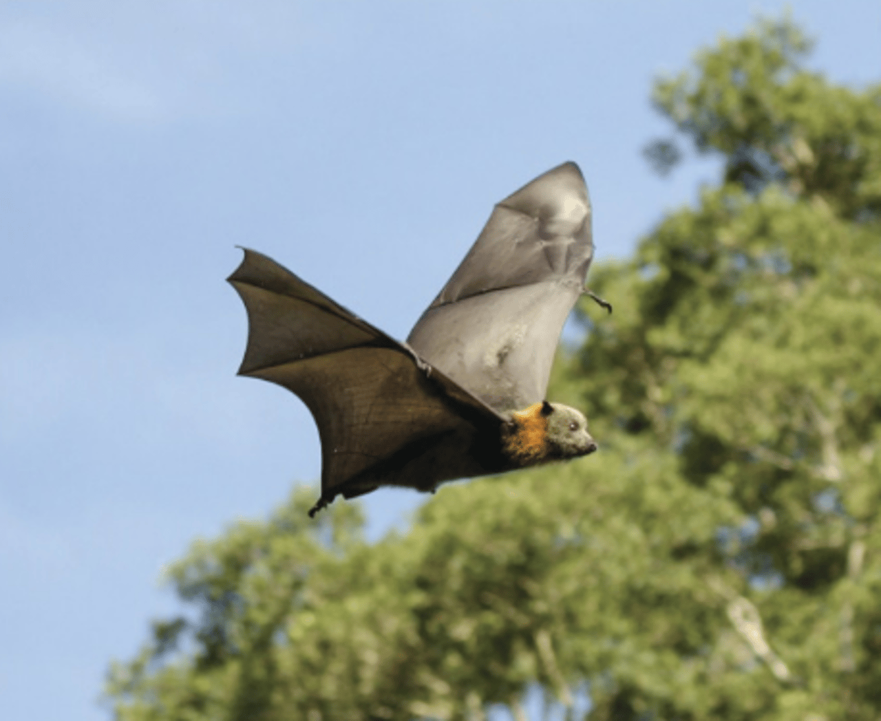 bat