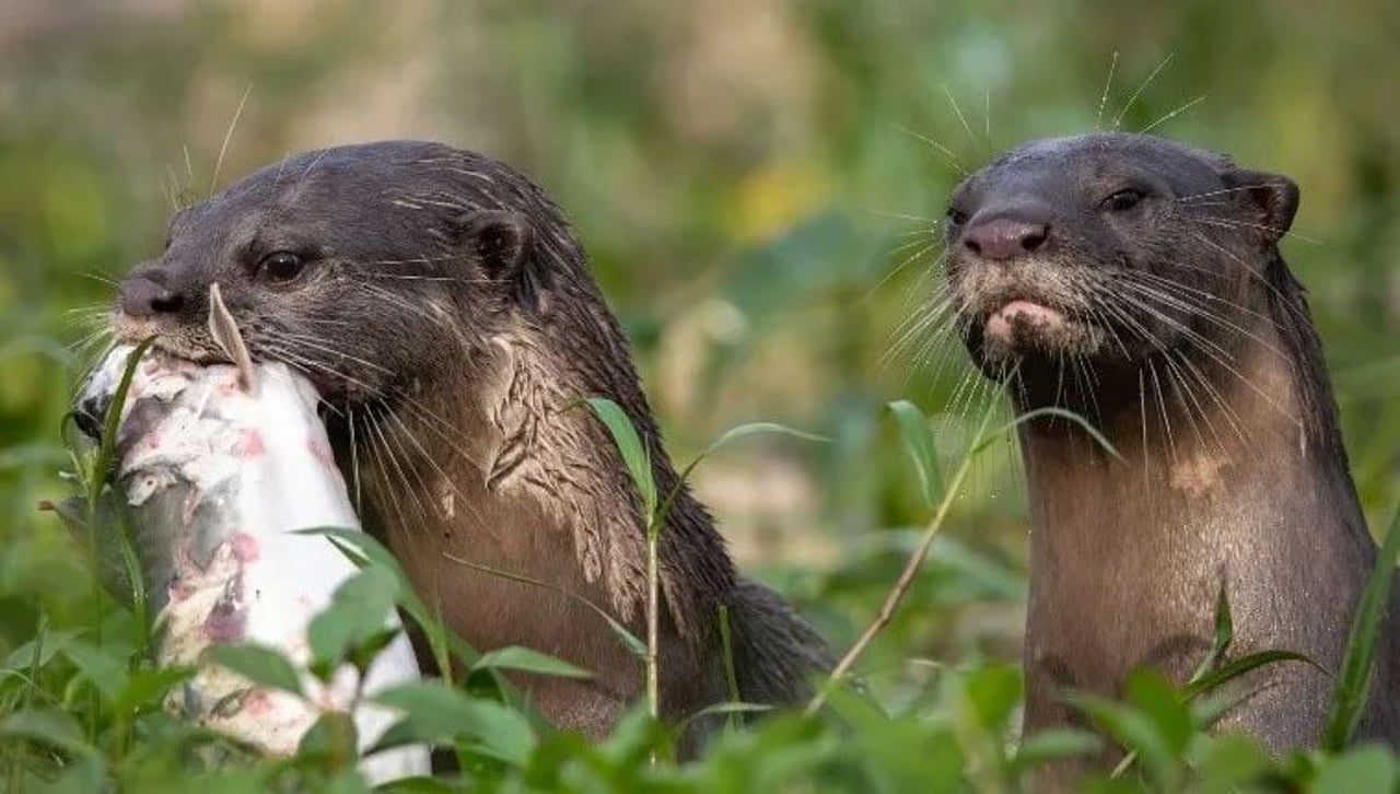 otters