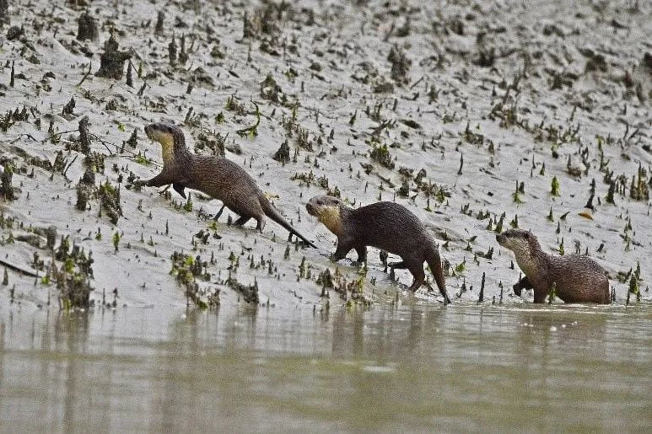 otters