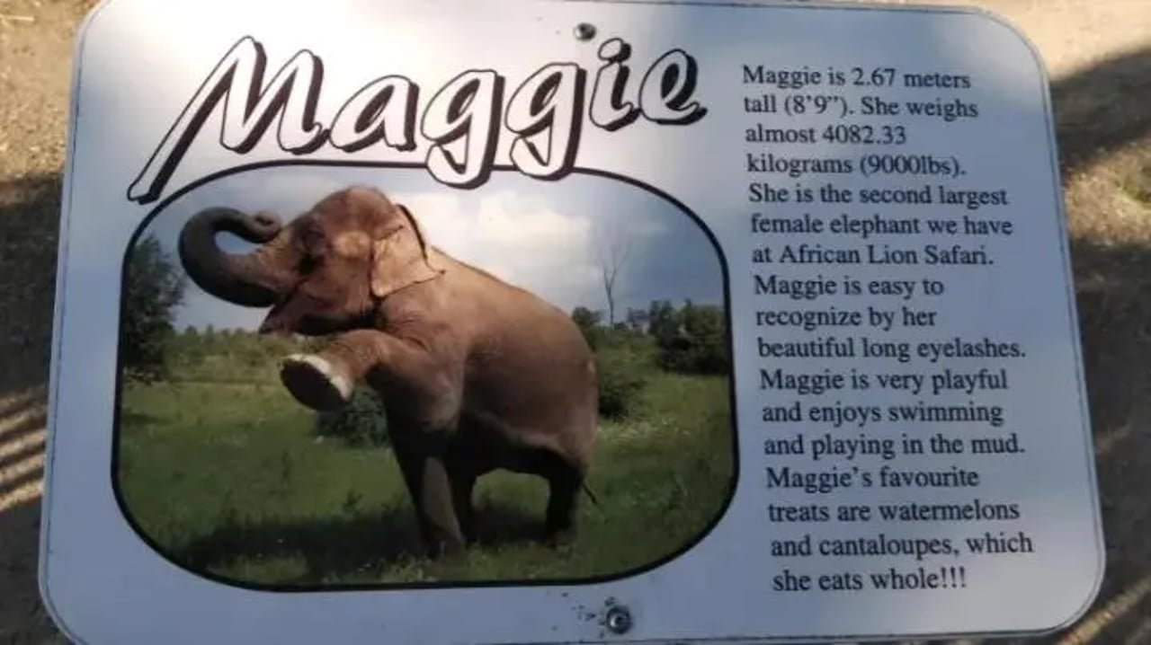elephant maggie
