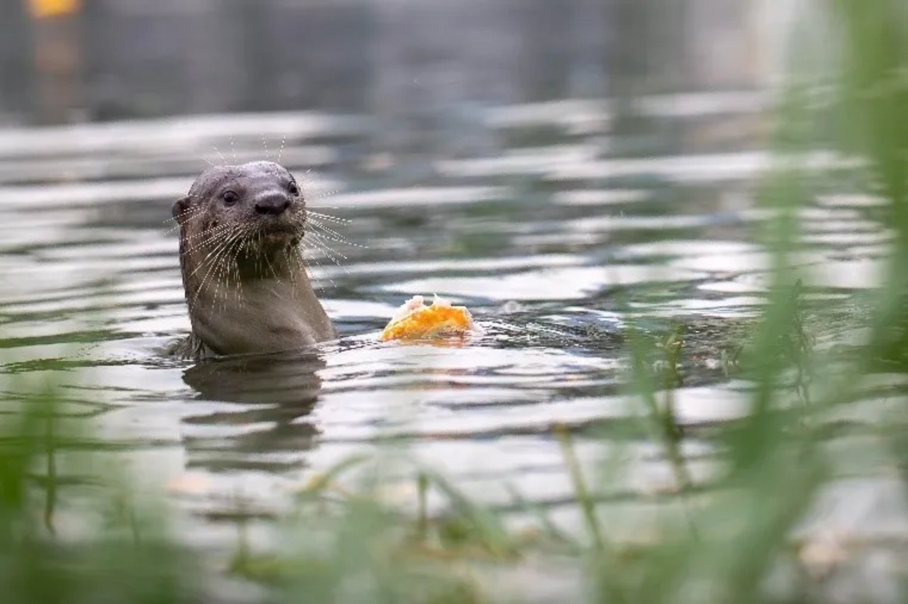 otters