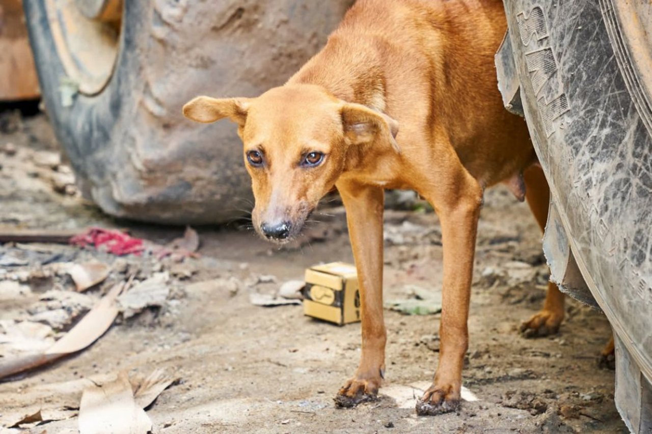 dog_behind_wheel_in_sri_lanka_0