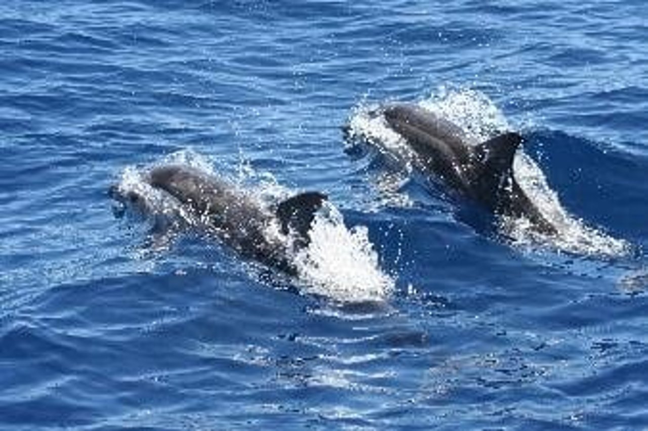 dolphins