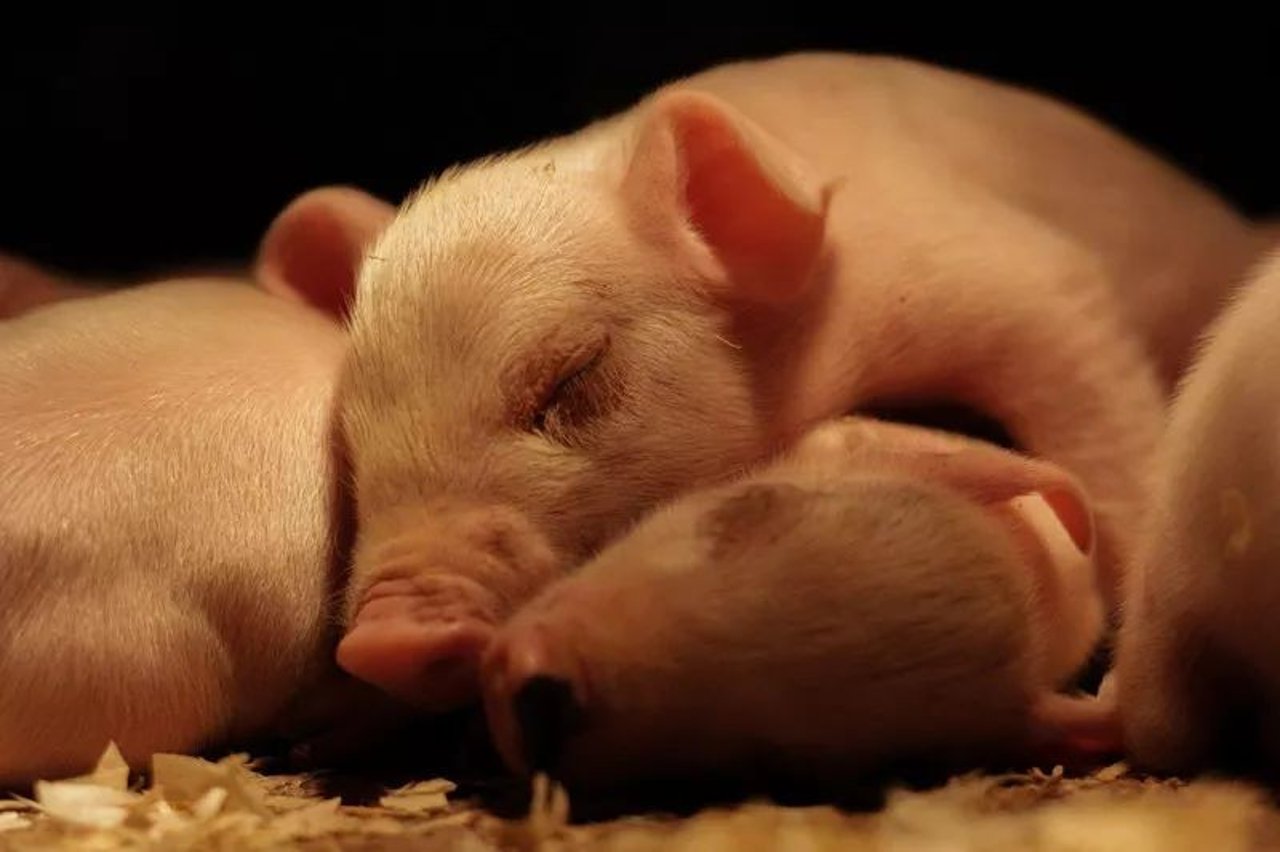 pig