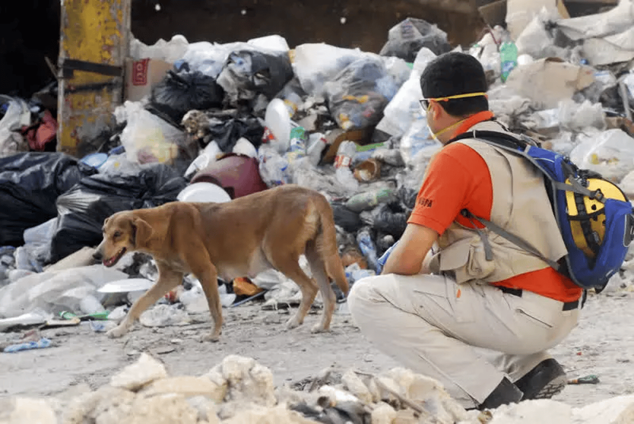 dog in disaster