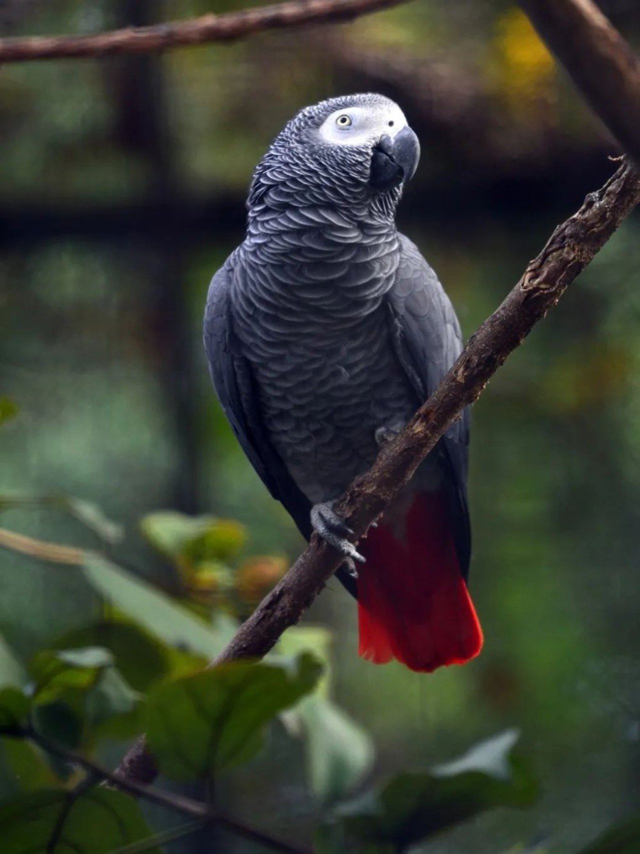 African greys