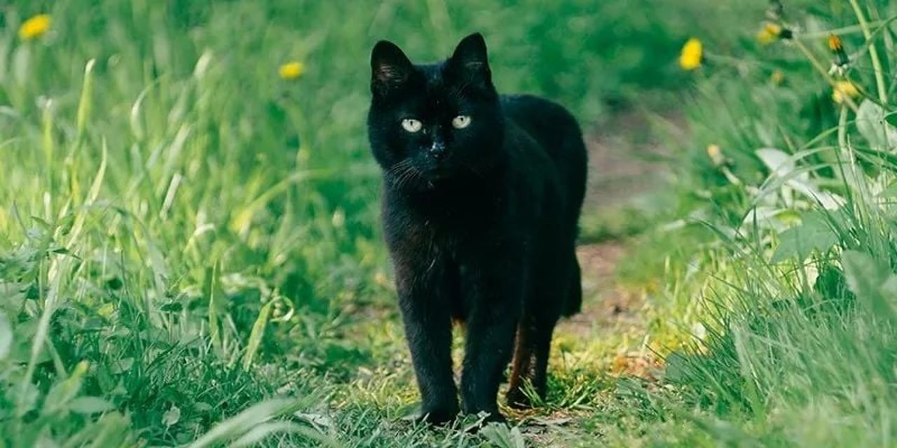 blackcat