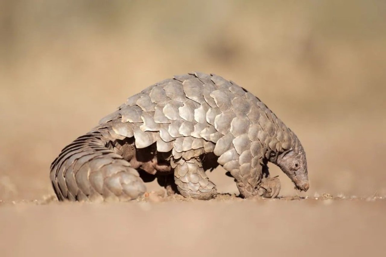 pangolin