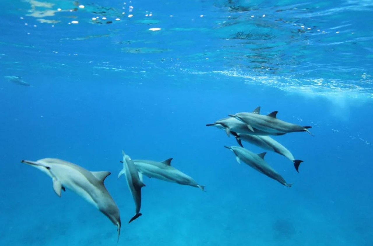 dolphins in nature