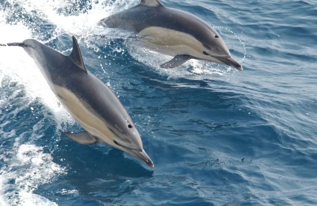 dolphins