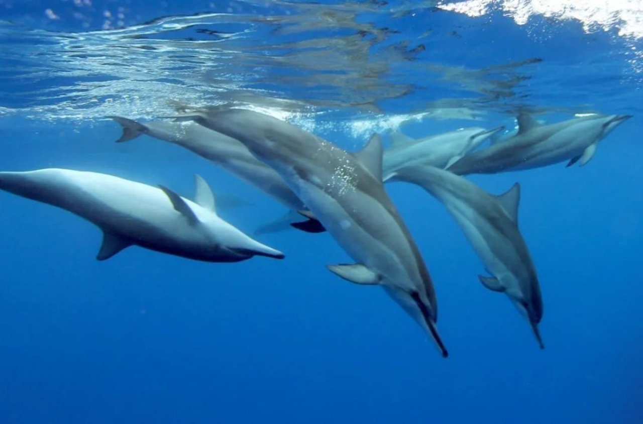 dolphins