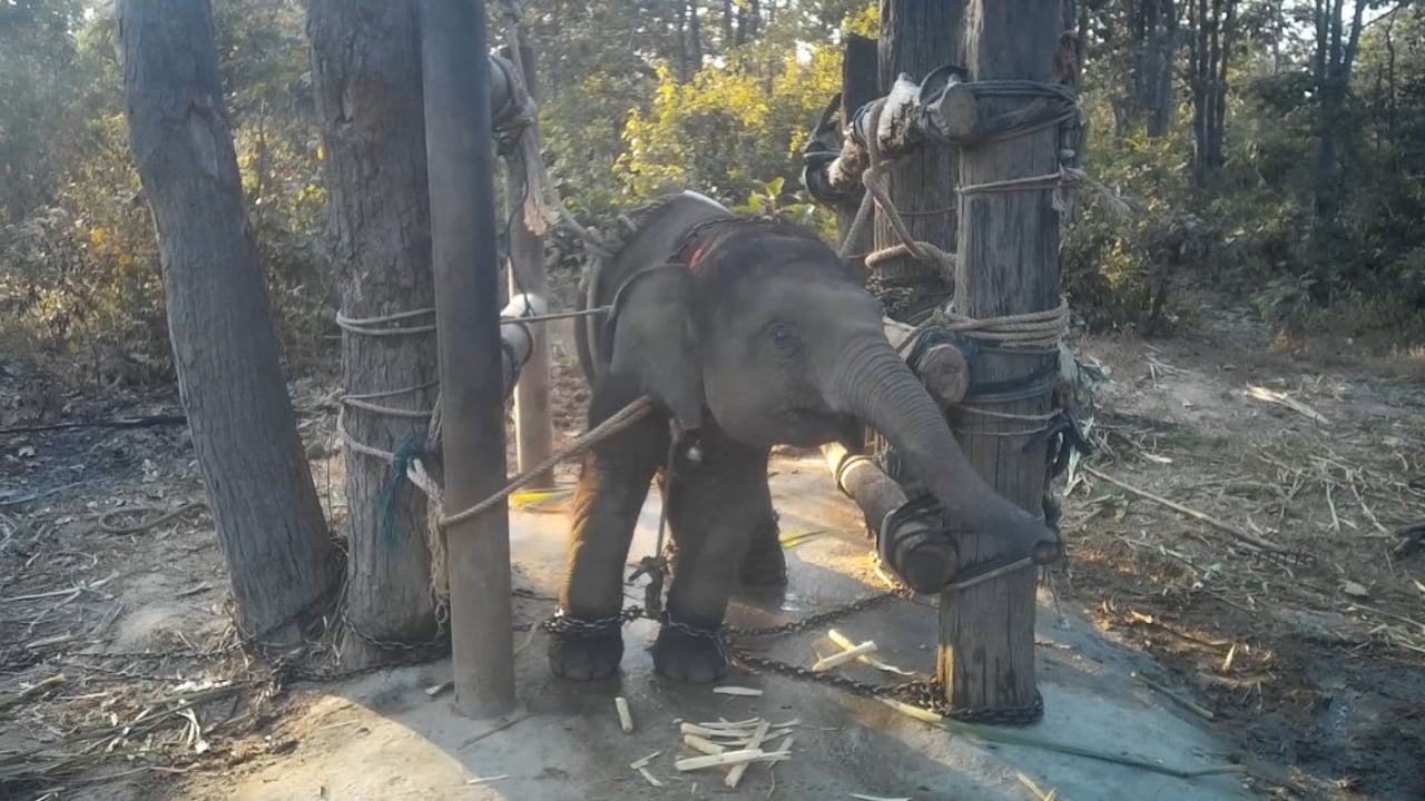 elephant training