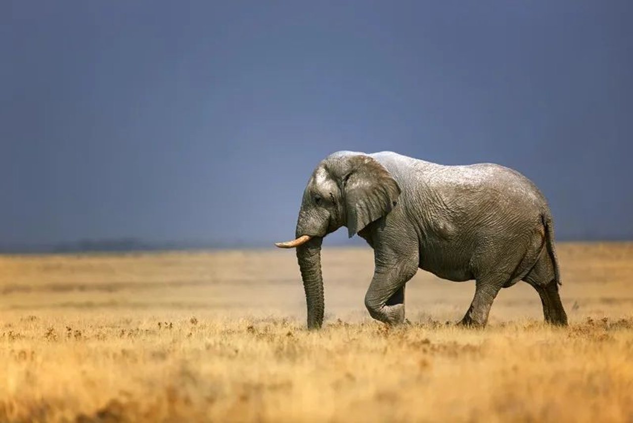 elephant