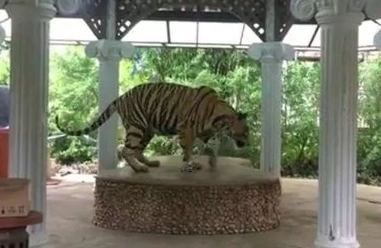 tiger