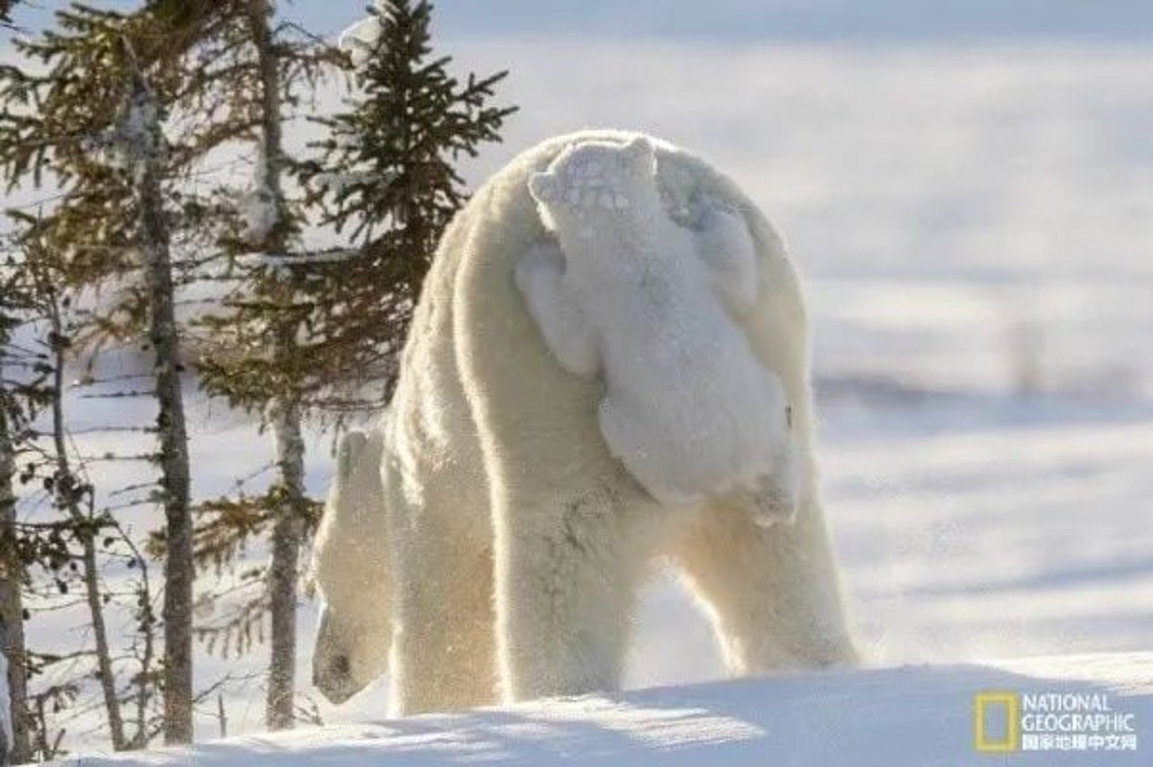 polar bear