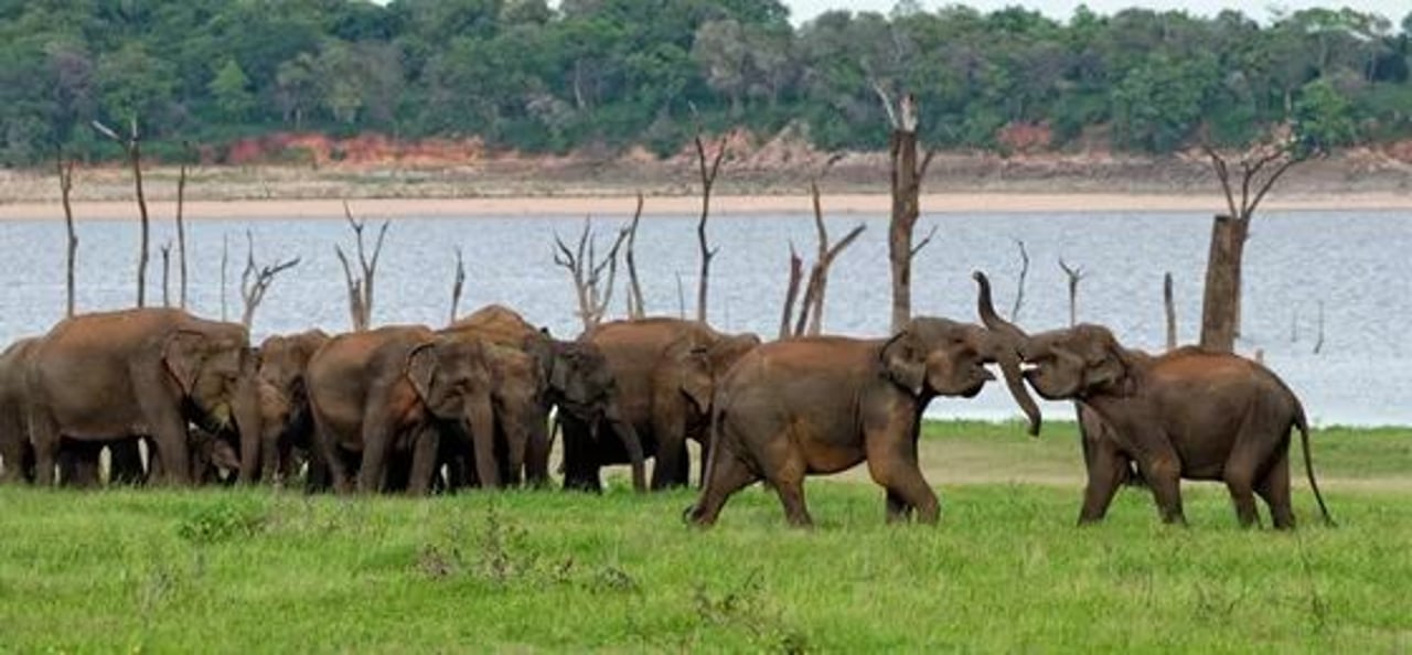 elephants