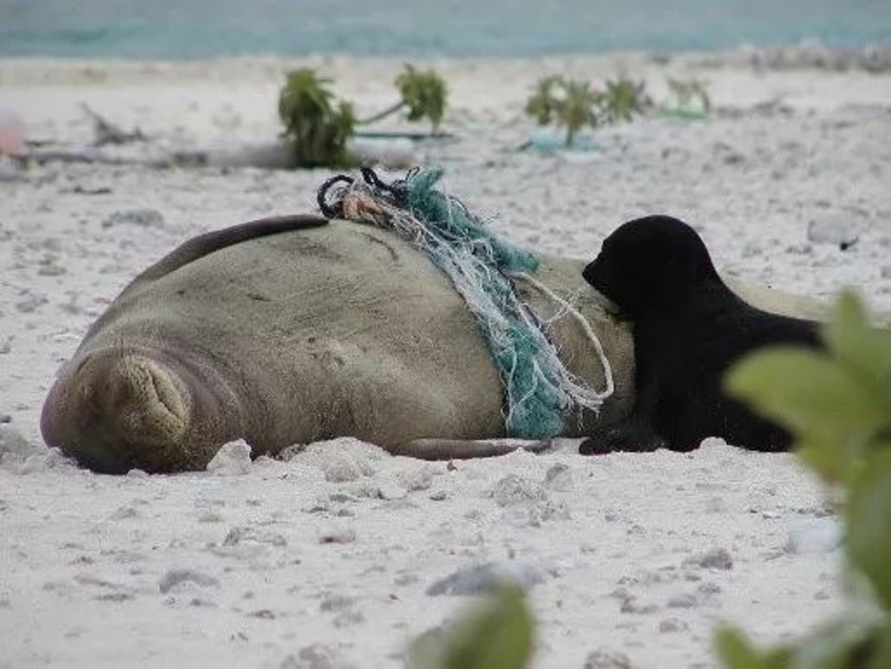 seal