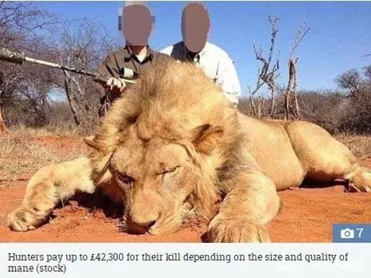 lion