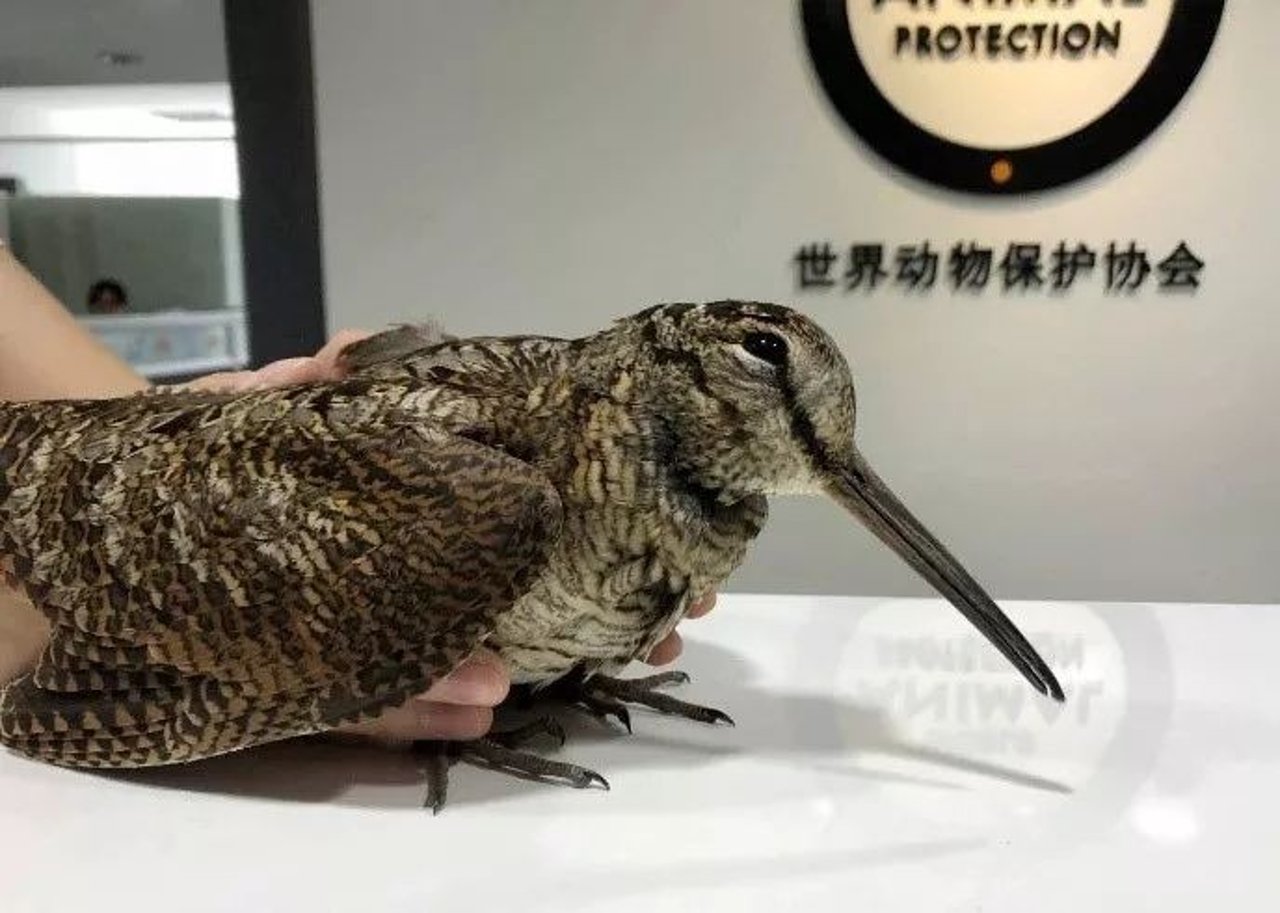 bird