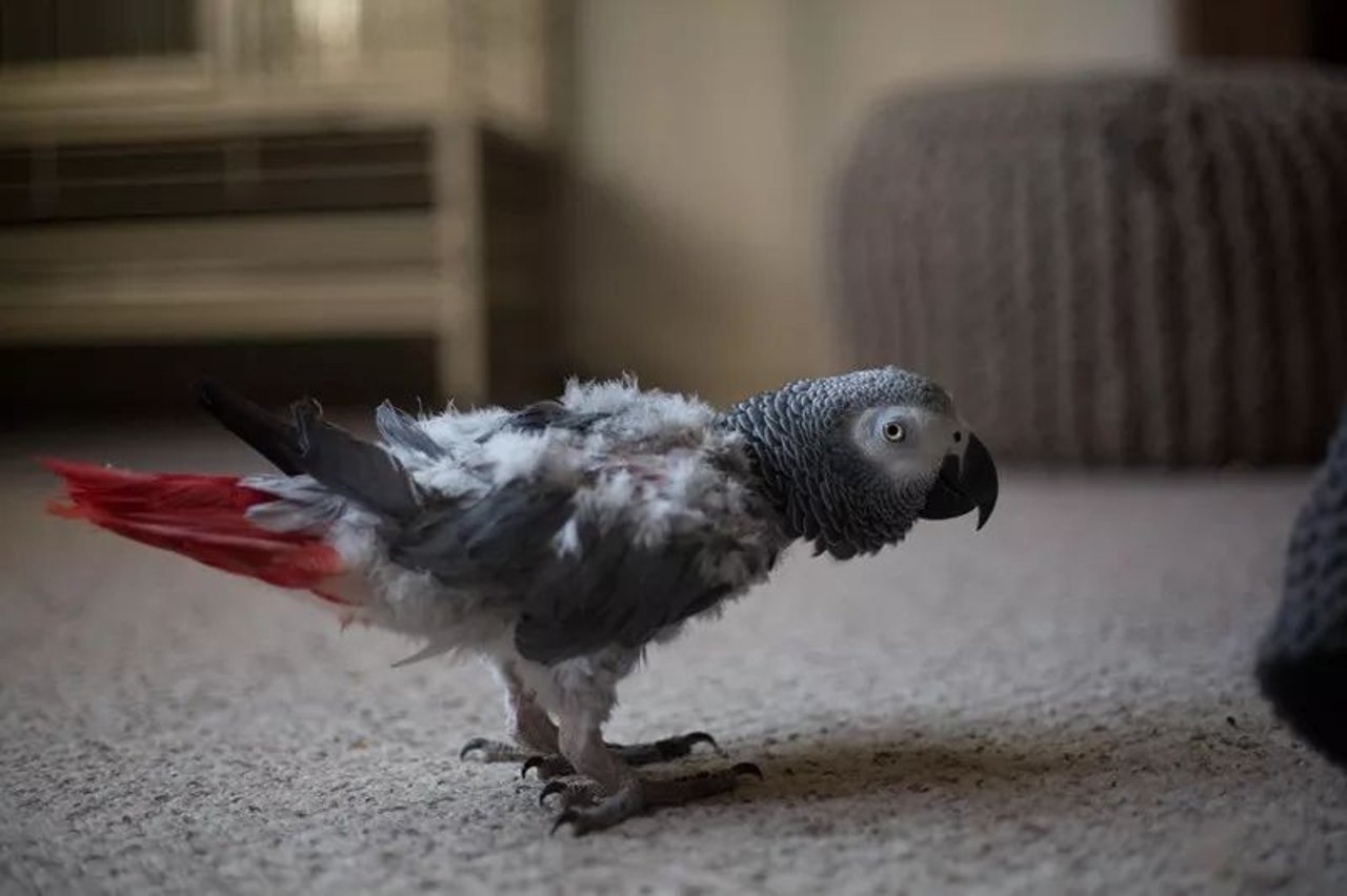 roy